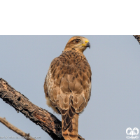 گونه سارگپه چشم سفید White-eyed Buzzard